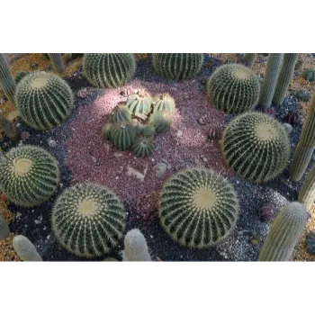 Organic Succulent Plant